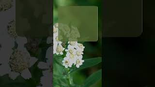 Did you know this about yarrow herbal [upl. by Niboc]