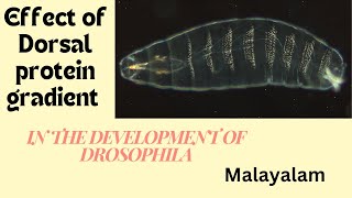 Effect of Dorsal Protein Gradient in the development of Drosophila  Malayalam  Dr RaniSDharan [upl. by Jessie]