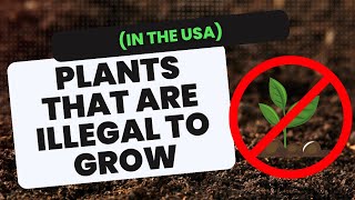 Plants that are Illegal to Grow in the USA [upl. by Franklin]