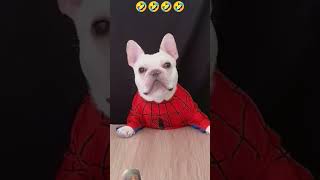 bath bob reaction part 2🤣🤣🤣 funny dog comedy pets animals [upl. by Eipper]