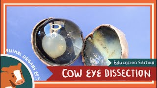 Eye Dissection  The Eyes Have It EDU [upl. by Strickland]