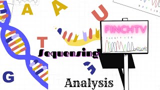 A brief guide of chromatogram analysis with FinchTV [upl. by Cindi]