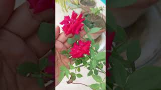 Beautiful Roses  rose lovers lovely song subscribe [upl. by Idnal378]