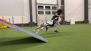 Dalmatian dog Kerttu agility December 2020 [upl. by Stacee215]