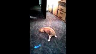 Delia spielt miz LED Pointer Catch the Light [upl. by Eirollam]