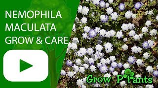 Nemophila maculata  grow and care [upl. by Cud]