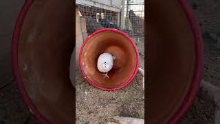 Quail enclosure… quail coturnixquail coturnix shortsfeed covey quailmom quails [upl. by Repinuj440]