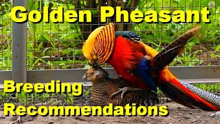 Golden Pheasant  Breeding Recommendations  Incubation  Raising Chickens  Chicken Brooder [upl. by Roxane]