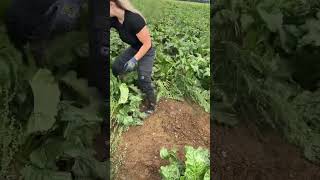 UNE AGRICULTRICE NOUS PARTAGE SON METIER EN VIDEO  agricultrice machinesagricoles farming [upl. by Novak]