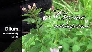 Purple cleome Cleome rutidosperma  part 1 [upl. by Pass907]