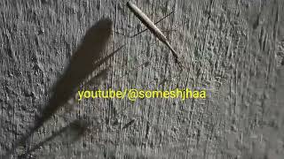 mantis STICK mantid मैन्टिड स्टिक मैन्टिस brown mantis [upl. by Theresita675]