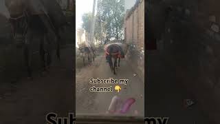 💕🐴🐎Donkey and horse ki video shortvideo animals funny varilshort like trendding shorts love [upl. by Olette848]