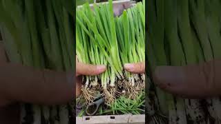 Transplanting shallots like this one pot becomes multiple pots plant shallots [upl. by Adrea100]