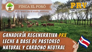 Finca El Poró quotGanadería regenerativa para la producción de leche natural a base de pastoreo PRVquot [upl. by Grata]