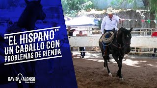 quotEl Hispanoquot Caballo con problemas de rienda [upl. by Norahc]