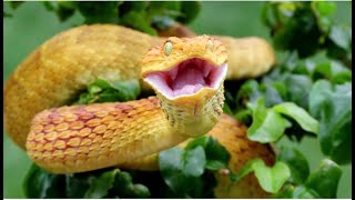 Discover the Worlds Most Dangerous Venomous SnakesCan Kill People In MinutesChill Chill Đại Thần [upl. by Otreblasiul34]