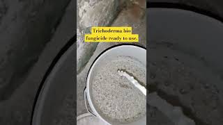 Trichoderma bio fungicide ready to use [upl. by Tshombe446]