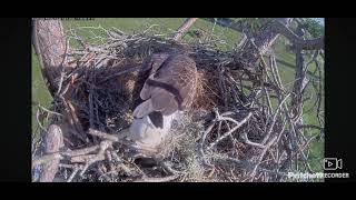 SWFL Bald Eagles Cam 2 11082024 0840 [upl. by Leff600]