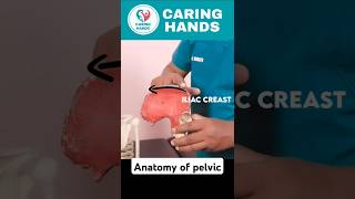 The Anatomy Of Pelvis☠️ pelvic anatomy humananatomy medicalscience healthcare shorts ytshorts [upl. by Huesman]