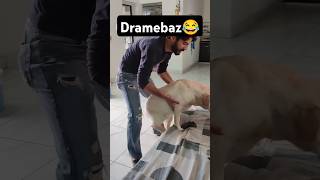 Rubi Ka Drama Pakde Gaya 😂  labra rubi  youtubeshorts shorts labrador doglover funny [upl. by Aeslek45]