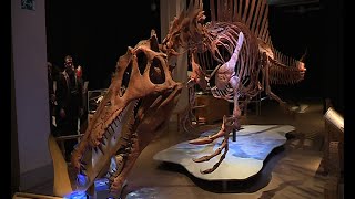 Sehenswert  Spinosaurus im Naturkundemuseum Teil 1 [upl. by Nivets689]