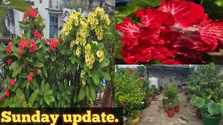 Sunday rooftop garden overview Aabha gardening vlog [upl. by Olly]