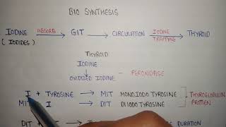 Bio synthesis of thyroid hormone  thyroid hormones formation  T3 and T4 formation  MIT and DIT [upl. by Frymire680]