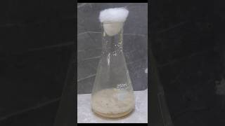 Fermentation science biology chemistry experiment fermentation youtube shorts [upl. by Anitnuahs308]