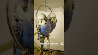 budgiegar parkieten budgielove budgieshorts lovebirds parakeets budgerigars budgies [upl. by Ayotnom]