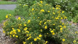 How to Grow Potentilla [upl. by Eocsor39]