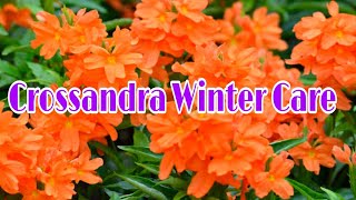 Crossandra Winter CareHow to Get Flowers In Winter Season on CrossandraAboliFirecracker Plant [upl. by Aicilat]