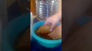 Como lavar scoby kombucha [upl. by Wanonah]