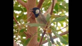 The Song of the Whitecheeked Bulbul [upl. by Baptlsta876]