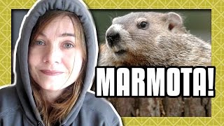 O DIA DA MARMOTA Ep 364 [upl. by Eirellav]