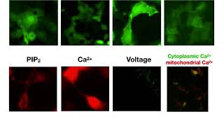 Live Cell Assays [upl. by Vite544]