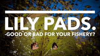 Lily pads  Good or bad for your fishery [upl. by Balthazar]