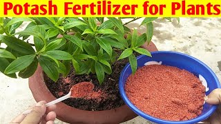 Potash Fertilizer Benefits How to Use Potash Fertilizer for Plants Potassium Fertilizer for Plants [upl. by Hgielsa]