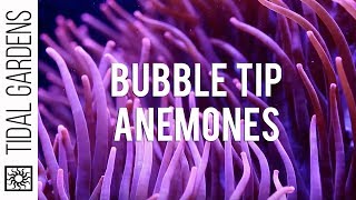 Bubble Tip Anemones [upl. by Adnam]