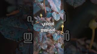 Pinneyum Pinneyum Aaro Kinavinte  Whatsapp Status [upl. by Allebasi259]