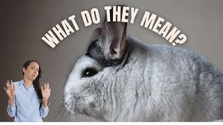 Chinchilla sounds that will freak out a new chinchilla owner [upl. by Annahsed]