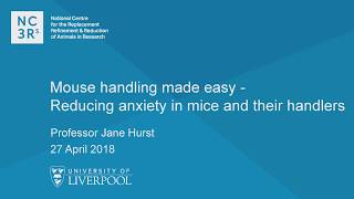 NC3Rs webinar  quotMouse handling made easy reducing anxiety in mice and their handlersquot [upl. by Nitaf]