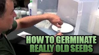 Germinating Really Old Seeds 101  How to get Old Seeds to POP Sprouting Old Seeds in Growers House [upl. by Ycak]