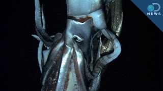 Giant Squid King of the Ocean [upl. by Bullard]