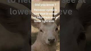 Reindeer facts shortsviral [upl. by Occir]