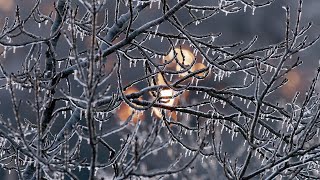 Frozen morning  Matin gelé [upl. by Akcir626]