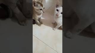 Cute kitten 🐾  my cats reaction every time they see me 😺👀 cutekitty kitty [upl. by Ahsat]