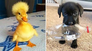 Funniest Animals 2024 😂 Best Funny Cats and Dogs 😻🐶 Part 23  Cute Baby Dogs [upl. by Atiruam348]