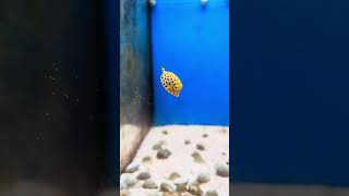 Yellow Boxfish boxfish cowfish reef life coral love fish reefkeeping saltwateraquariumcute [upl. by Kristian]