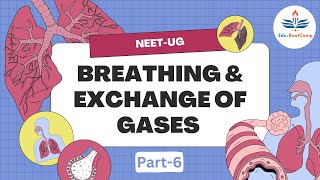 Breathing amp Exchange of gases Part6 Exchange of gases 🫁 zoology biology neet humanbody [upl. by Jude]