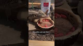 How to get bearded dragon to drink water [upl. by Eltsryk]